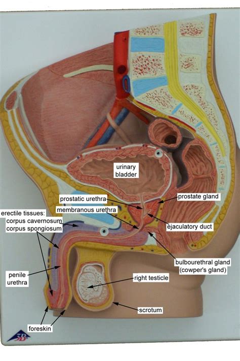 Model Of Male Reproductive System Male Reproductive System