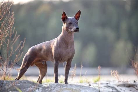 xoloitzcuintli dog breed characteristics care