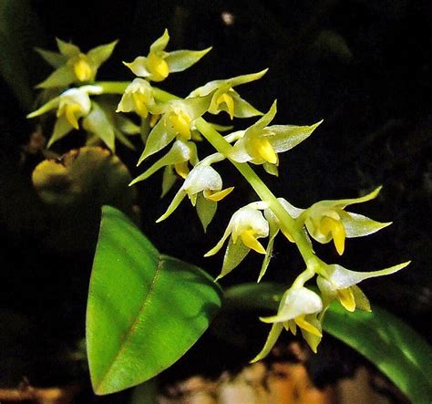 bulbophyllum escritorii orchidaceae image   phytoimagessiuedu