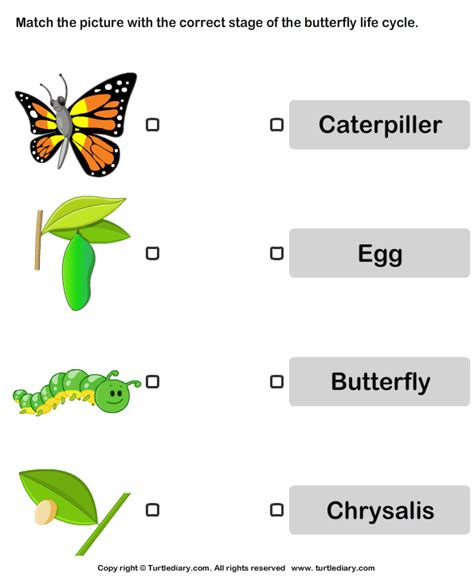 butterfly life cycle cut  paste worksheet