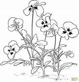 Pansy Viola Coloring Tricolor Pages Pansies Flowers Color sketch template