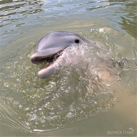 amazing dolphin calves beach talk radio news   source