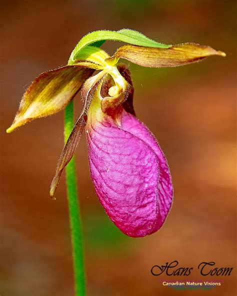 Pink Lady S Slipper Orchid Lady Slipper Orchid Pink