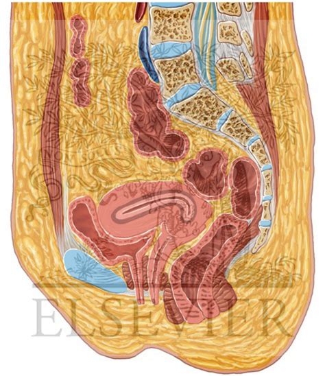 Female Pelvis Sagittal 6