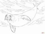 Foca Seal Foka Kolorowanka Monaca Foki Wodzie Monk Foche Zwierzęta Jak Stampabili sketch template