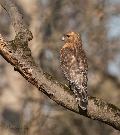 hawk habitat wrperry blipfoto