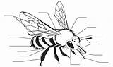 Bee Worker Anatomy Coloring Pages Choose Board sketch template