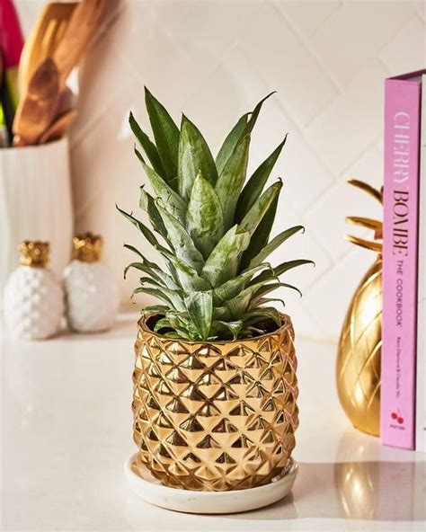 trick  growing   pineapple  home pineapple planting