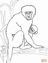 Monkey Coloring Pages Baby Vervet Its Howler Drawing Printable Monkeys Kids Line Drawings Animals Sheets Puzzle sketch template