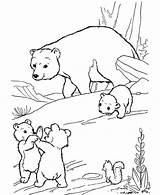 Coloring Pages Bear Polar Arctic Tundra Animals Baby Fight Printable Little Drawing Cub Themselves Among Cartoon Habitat Bears Getcolorings Getdrawings sketch template