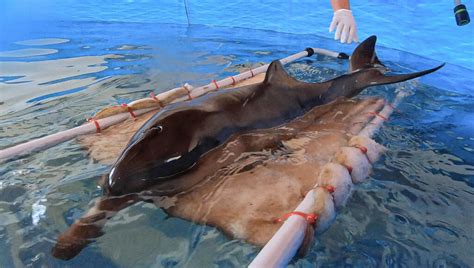 video dolphin calf struggles  survival  rescued  argentina