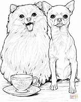 Pomeranian Coloring Chihuahua Pages Dog Books Animal sketch template