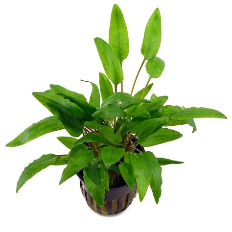 cryptocoryne lucens fiches plantes