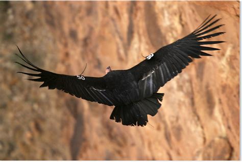 california condor  hatched   victory   species    extinct