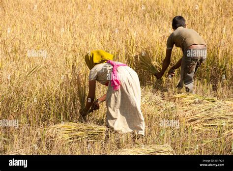 harvest rice  hand