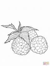 Framboise Raspberries Lamponi Framboises Supercoloring sketch template