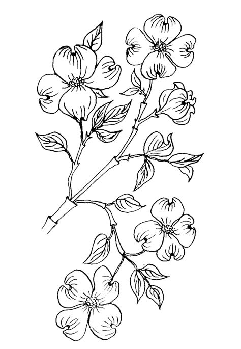 dogwood flower coloring page purple kitty