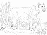 Lioness Standing Coloring Supercoloring sketch template