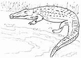 Coccodrillo Animali Coloradisegni Crocodile Pages2color sketch template