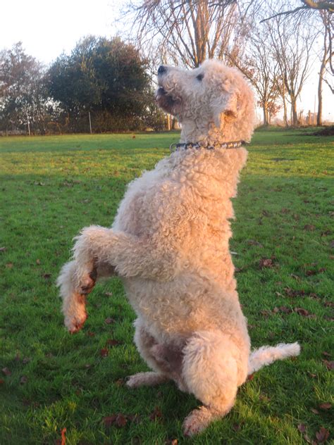 dog sitting  hind legs collaton kennels