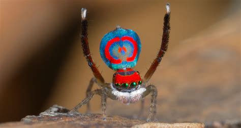 Tiny Structures Give A Peacock Spider Its Radiant Rump