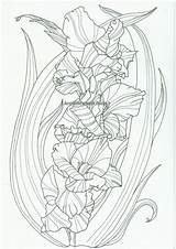 Gladiolus Coloring Flower Direct sketch template