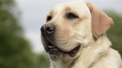 askal  labrador retriever breed comparison mydogbreeds