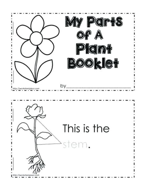 plants worksheets  kindergarten worksheets  science