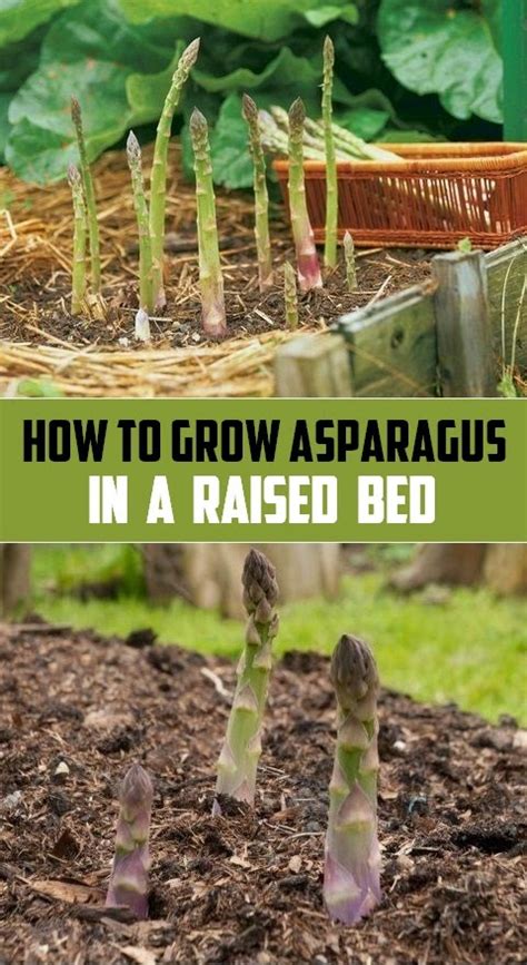 grow asparagus   raised bed organicgardening  favorite