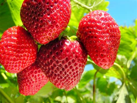 growing strawberries thriftyfun