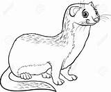 Coloring Weasel Ferret Drawing Stoat Cartoon Animal Pages Footed Cute Designlooter Book Drawings Color Printable Getcolorings Getdrawings Illustration Vector Stock sketch template