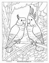 Coloring Cage Bird Getcolorings Pages Birds Printable sketch template