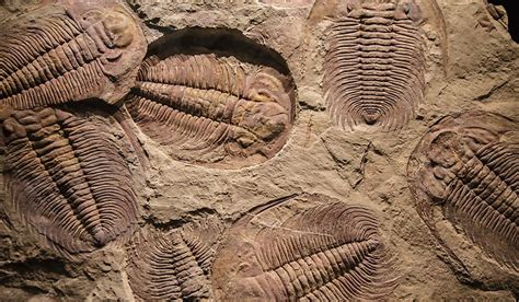 fossils formed worldatlas