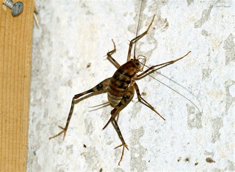 crickets  pests      tasteful space