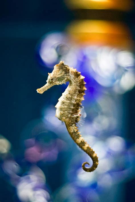 science  seahorses oregon coast aquarium