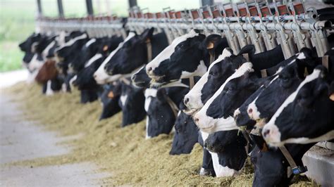 whats hiding   dairy cattle feed