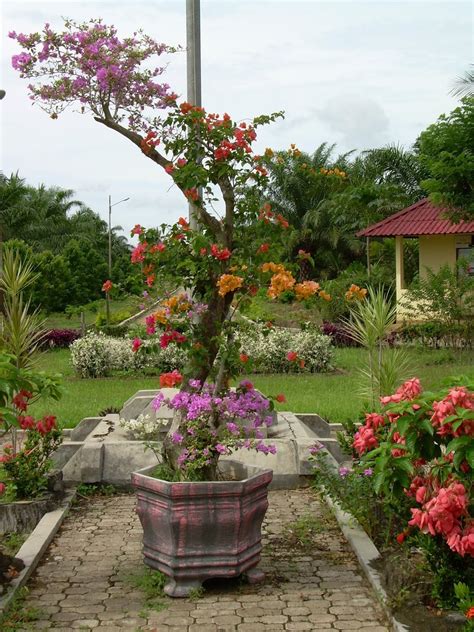 bougenville  warna bunga  penyambungan tukang taman