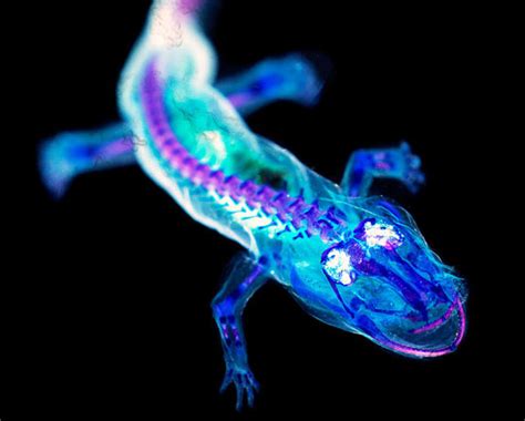 Blacklight Salamander