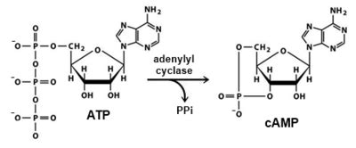 adenylate cyclase adenyl cyclase
