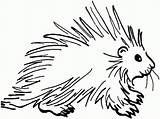 Porcupine Coloring Pages Clipart Squirrel Clip Porcupines Drawing Cliparts Printable Cartoon Easy Cute Kids Da Line Istrice Disegni Disegno Shamu sketch template
