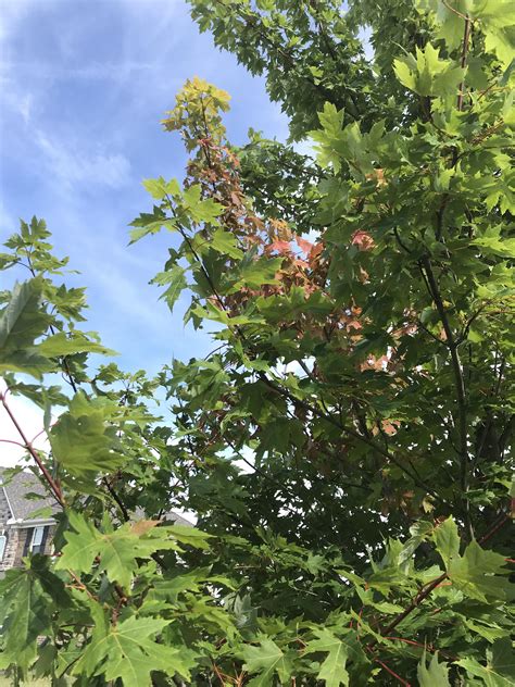 single maple branch    leaves turning red homeowners tree