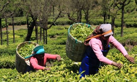 Fairtrade Pioneer Clipper Tea Visits India To Assess Impact After 20