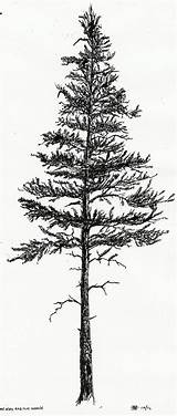 Pine Ponderosa Sketch Paintingvalley sketch template