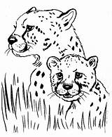 Cheetah Coloring Pages Print Printable Kids sketch template