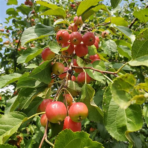 wild crabapple trees malus dolgo blue hill wildlife nursery