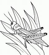 Coloring Grasshopper Pages Insect Popular sketch template