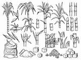 Sugarcane Plant Sugar Save sketch template