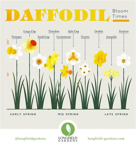planning guide  daffodils daffodils plant identification spring perennials
