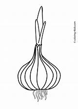 Vegetable Onion Cebola Frutas Allium Orange Shopkins Blumenzwiebeln Fructe Onions Ausmalen Tischlein Tudodesenhos Malbuch Handwerk Gemüse Schablonen Vorlagen Bleistift Plakat sketch template