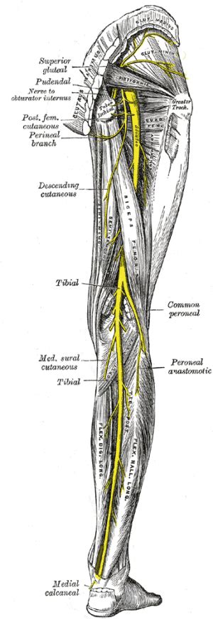 sciatic nerve physiopedia